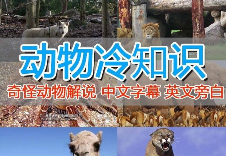 外面卖1699的国外纪录片解说(动物解说、美食、动画片)稳过中视频,源码仅供个人学习研究,不可商用